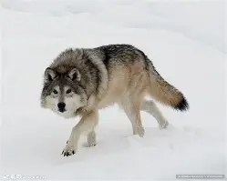 熊猫体育直播-狼队主场取胜，前锋连续破门